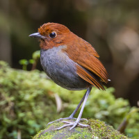 Bicolored Antpitta